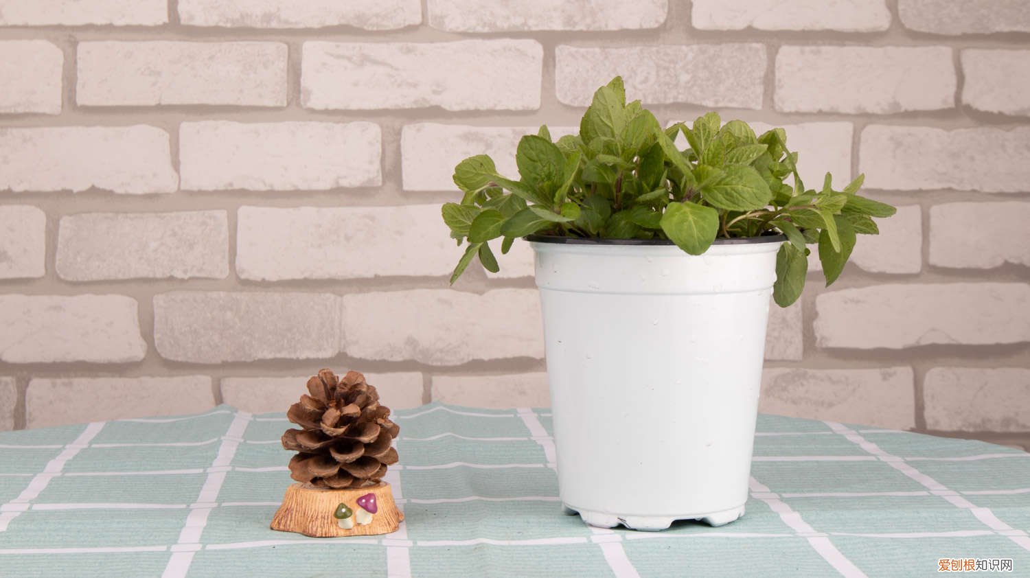 薄荷怎么浇水多久一次 薄荷怎么浇水