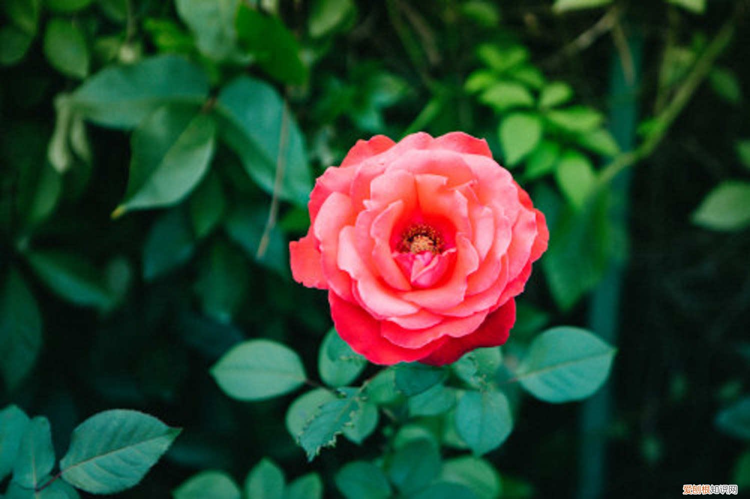 月季怎么浇水叶子都干 月季怎么浇水