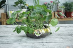 铜钱草根怎么水培铜钱草的草根 铜钱草水培怎么固定根