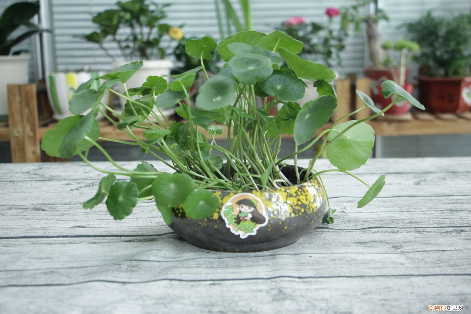 铜钱草根怎么水培铜钱草的草根 铜钱草水培怎么固定根