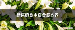 香水百合怎么养啊 新买的香水百合怎么养