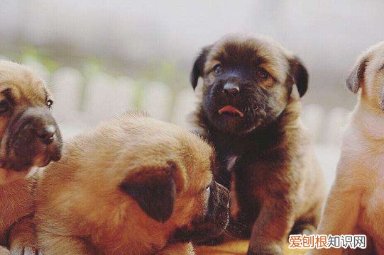 刚满月的狗狗怎么养 饲养刚刚满月的狗注意事项