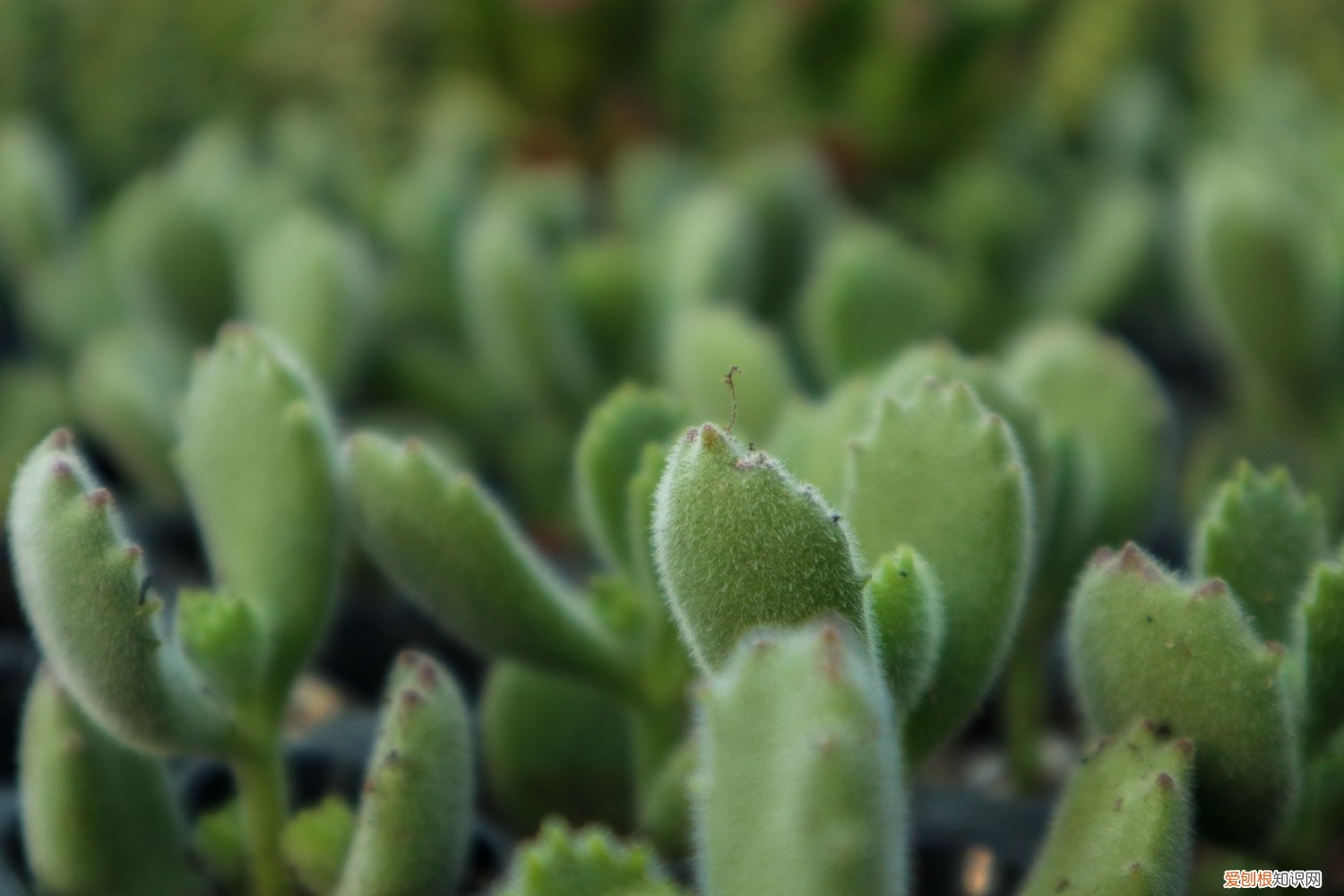 熊童子怎么养活 新买的熊童子怎么养