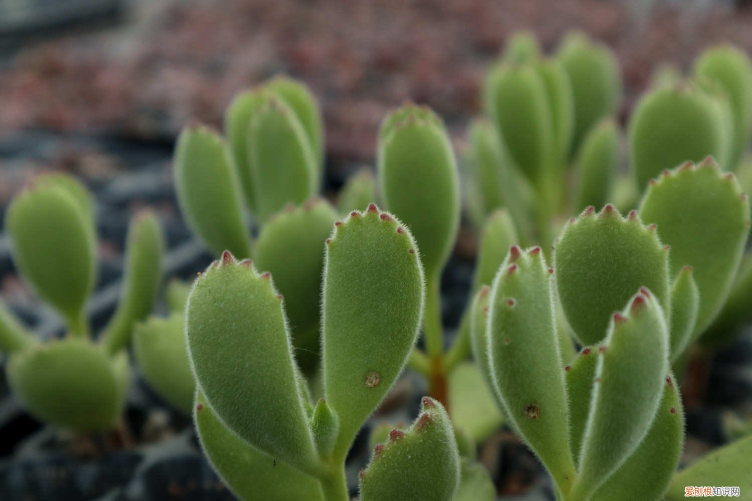 熊童子怎么养活 新买的熊童子怎么养