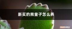 熊童子怎么养活 新买的熊童子怎么养