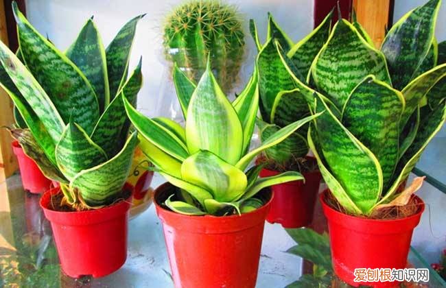 虎皮兰的作用 净化空气的好帮手