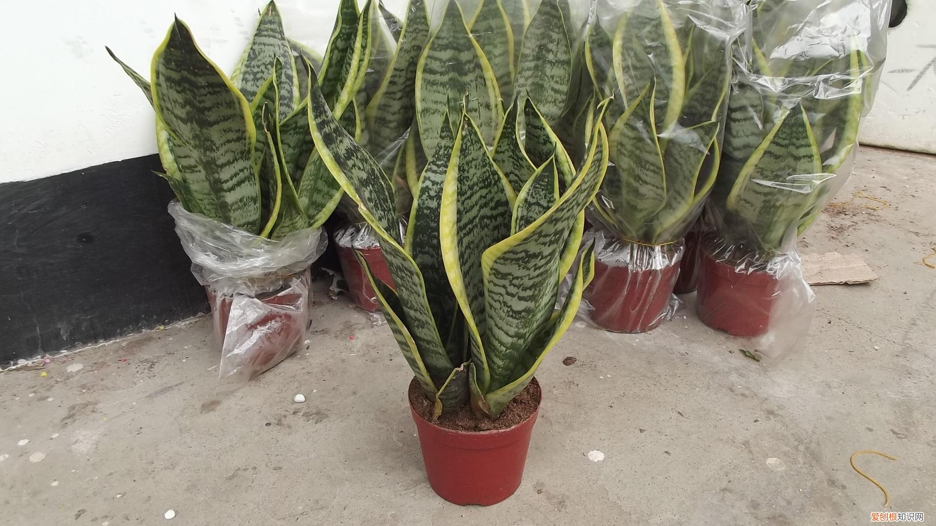 虎皮兰的作用 净化空气的好帮手