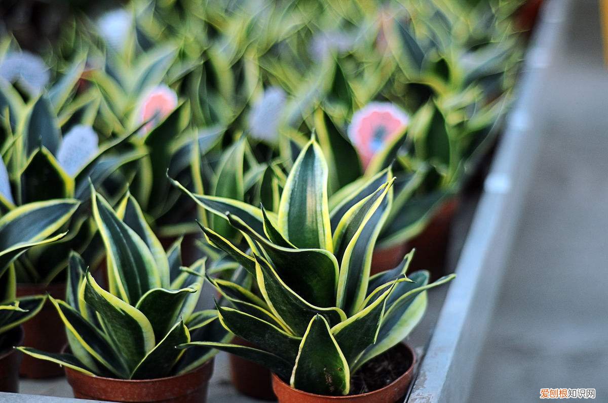 虎皮兰的作用 净化空气的好帮手