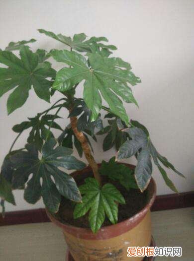 八方来财树可以放客厅吗 八方来财树的养殖方法