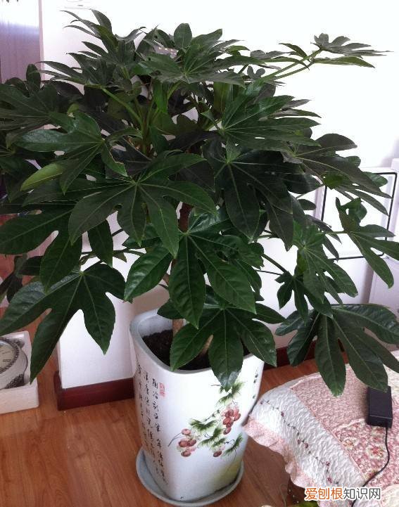 八方来财树可以放客厅吗 八方来财树的养殖方法