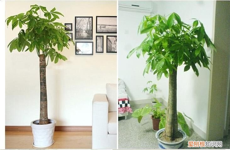 八方来财树可以放客厅吗 八方来财树的养殖方法
