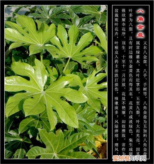 八方来财树可以放客厅吗 八方来财树的养殖方法