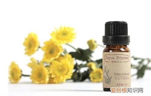 洋甘菊精油的5大作用 精油提取都采用什么方法