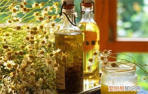 洋甘菊精油的5大作用 精油提取都采用什么方法