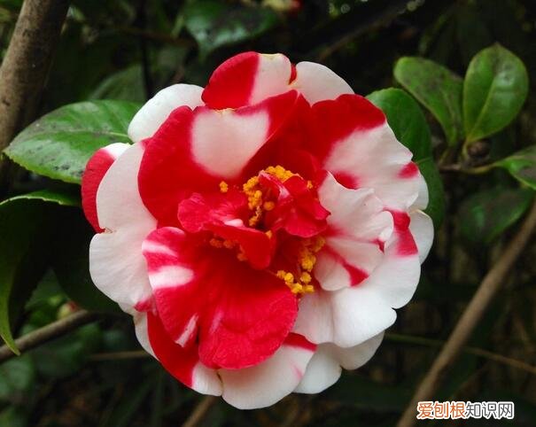 茶花的养殖方法和注意事项,四季茶花的养殖方法和注意事项