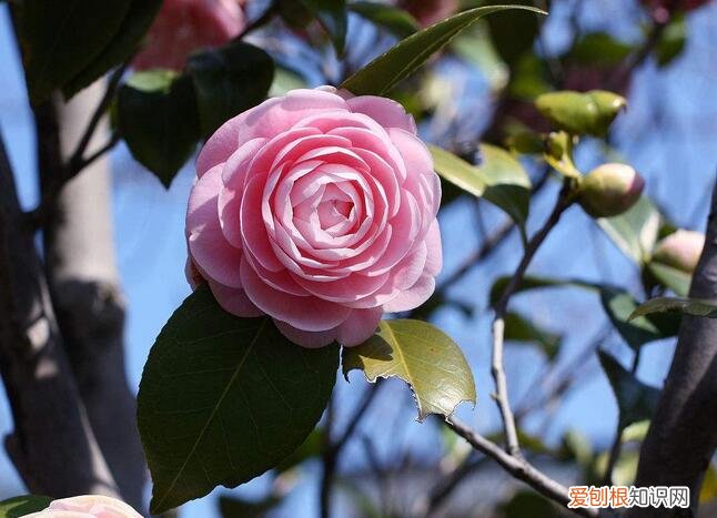 茶花的养殖方法和注意事项,四季茶花的养殖方法和注意事项