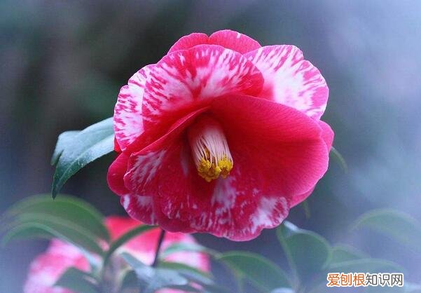 茶花的养殖方法和注意事项,四季茶花的养殖方法和注意事项