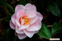 茶花的养殖方法和注意事项，四季茶花的养殖方法和注意事项