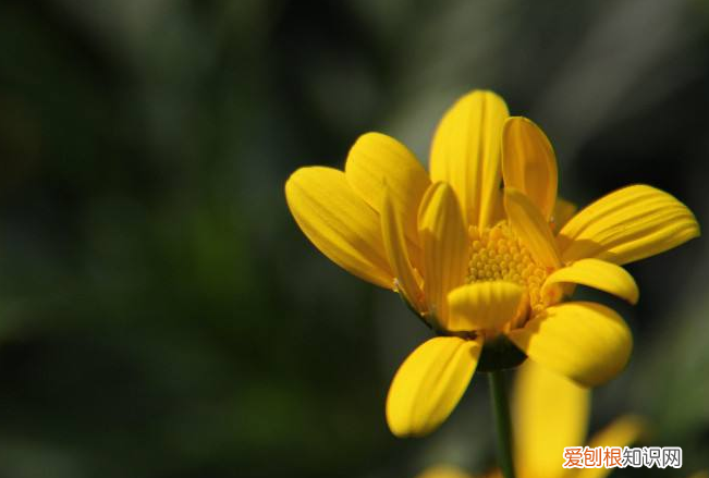 洋姜的腌制方法 教你做超简单的腌洋姜