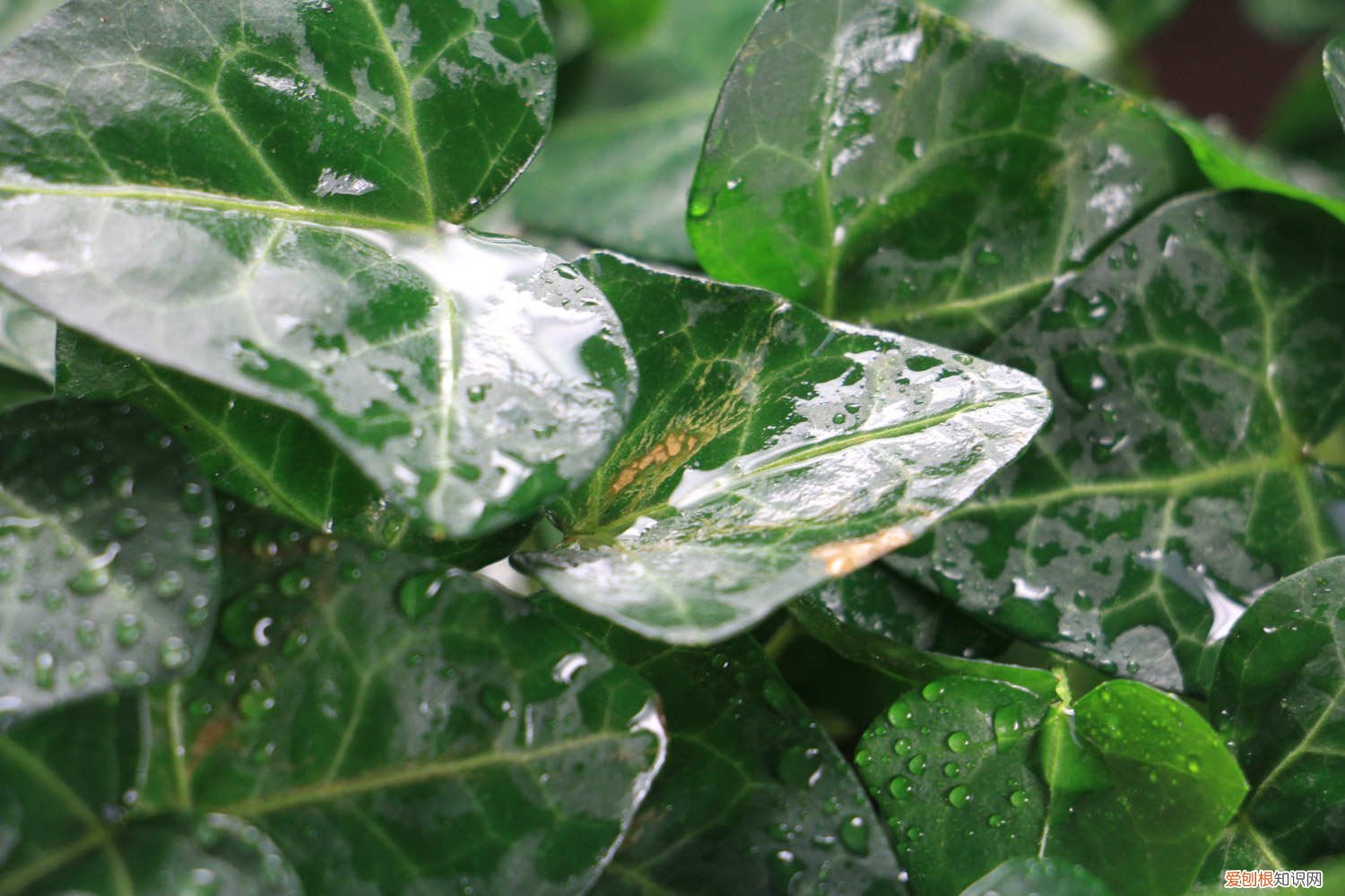 常春藤怎么养护 常春藤怎么长得更好 怎样让常春藤长得快