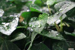 常春藤怎么养护 常春藤怎么长得更好 怎样让常春藤长得快