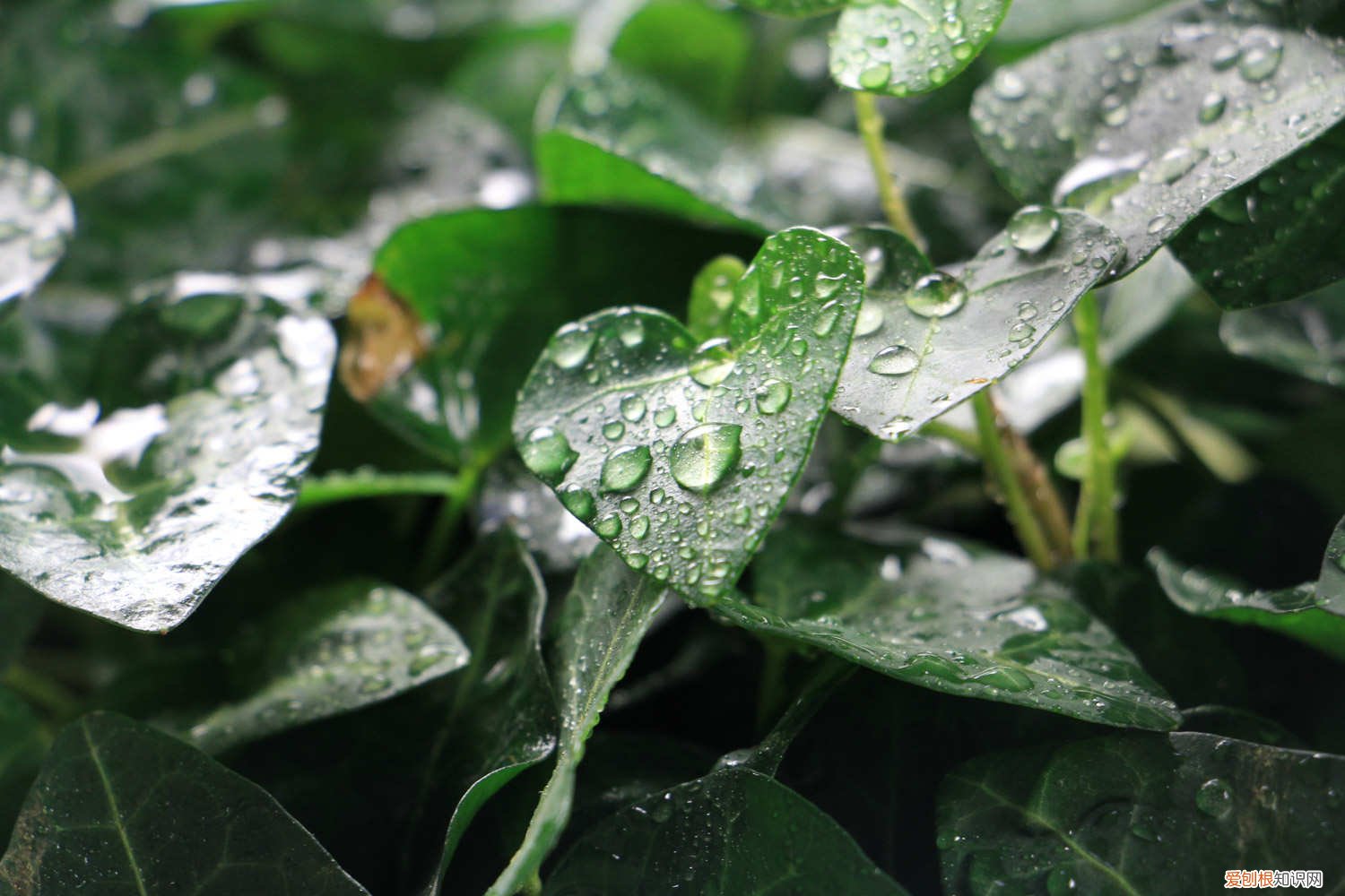 常春藤怎么养护 常春藤怎么长得更好 怎样让常春藤长得快