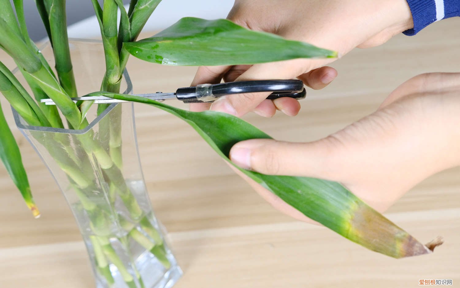 土培富贵竹怎么养 富贵竹怎么土养