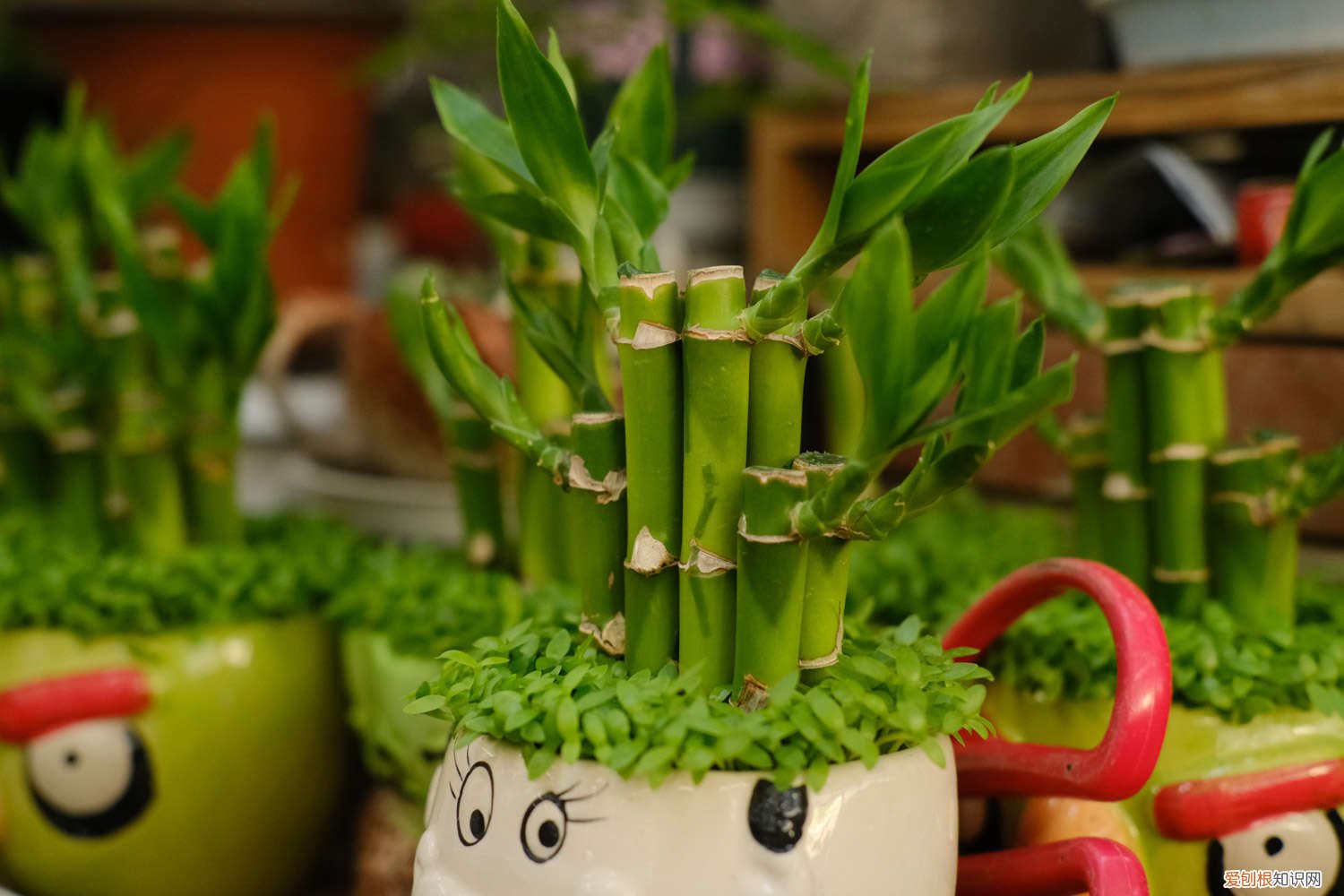 土培富贵竹怎么养 富贵竹怎么土养