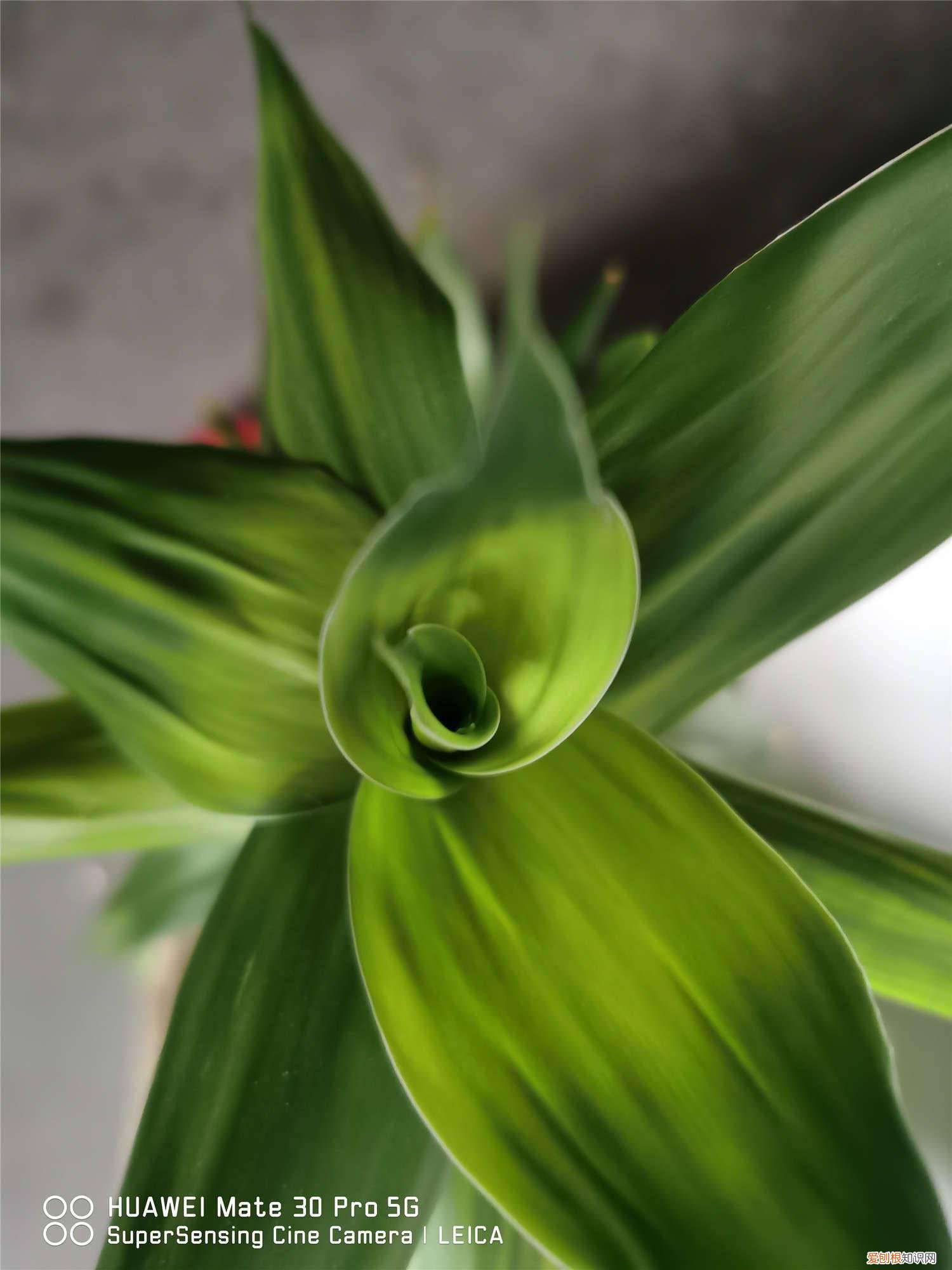 土培富贵竹怎么养 富贵竹怎么土养