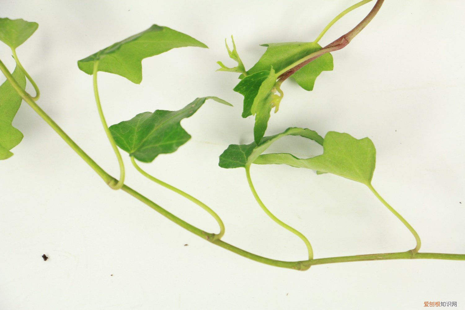 常春藤如何养爆棚 常春藤怎么养能爆盆