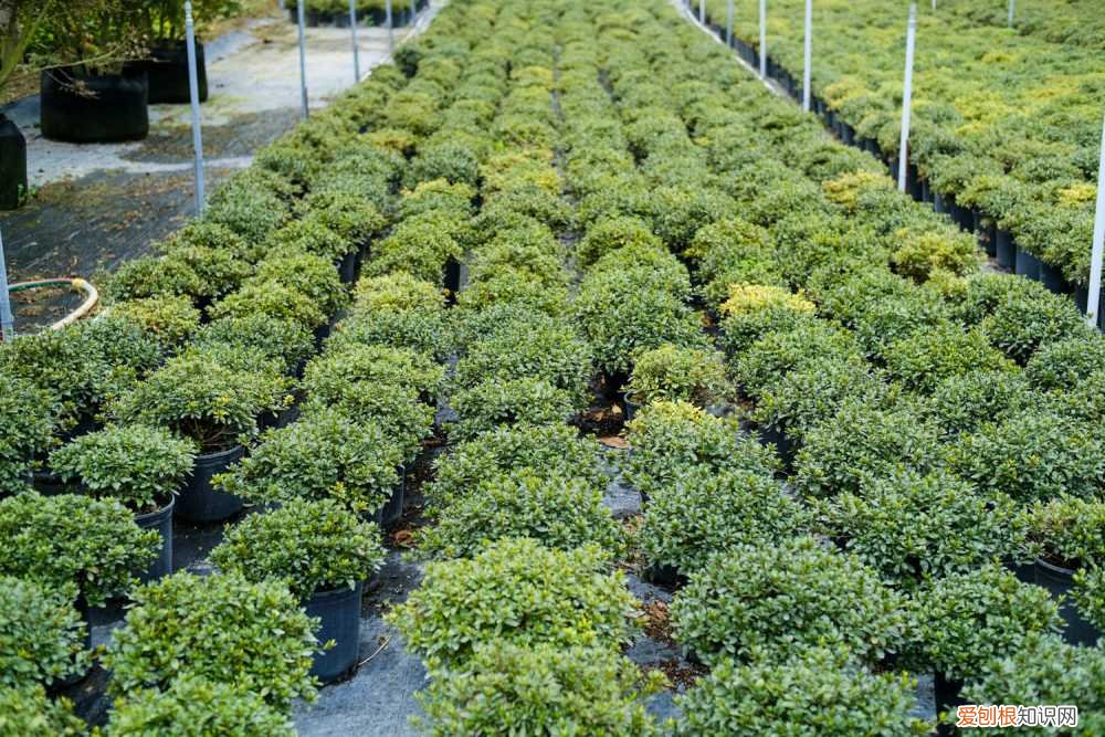 杜鹃花怎么养才开花 杜鹃花怎么养