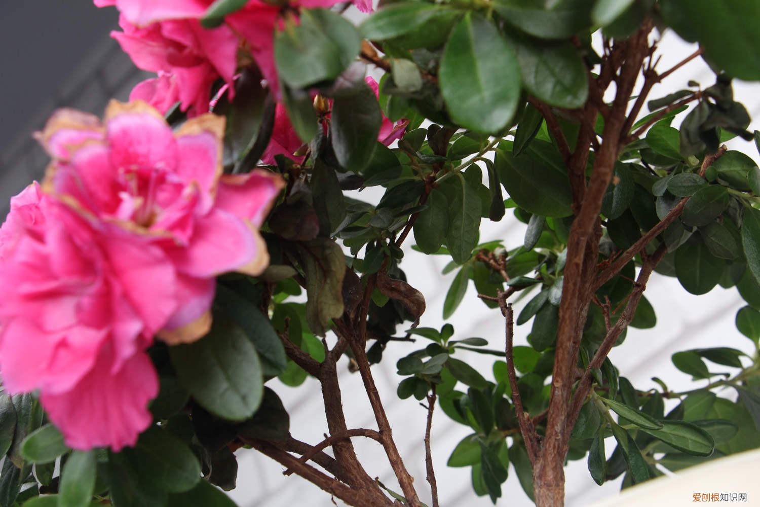 杜鹃花怎么养才开花 杜鹃花怎么养