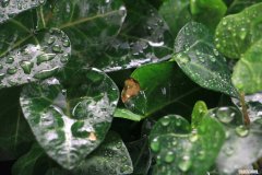 常春藤适合什么盆 常春藤用浅盆还是深盆