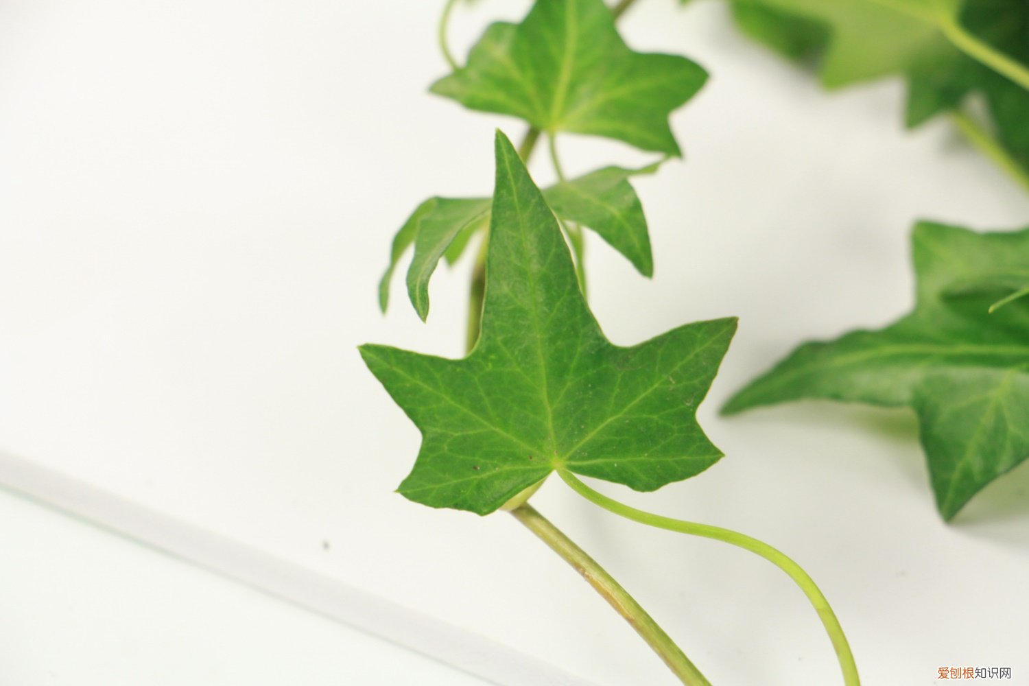 常春藤适合什么盆 常春藤用浅盆还是深盆
