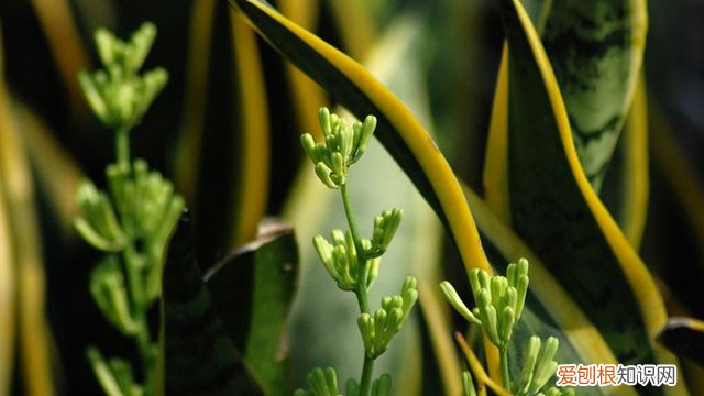 阳台一般种什么植物好 阳台种植什么植物好