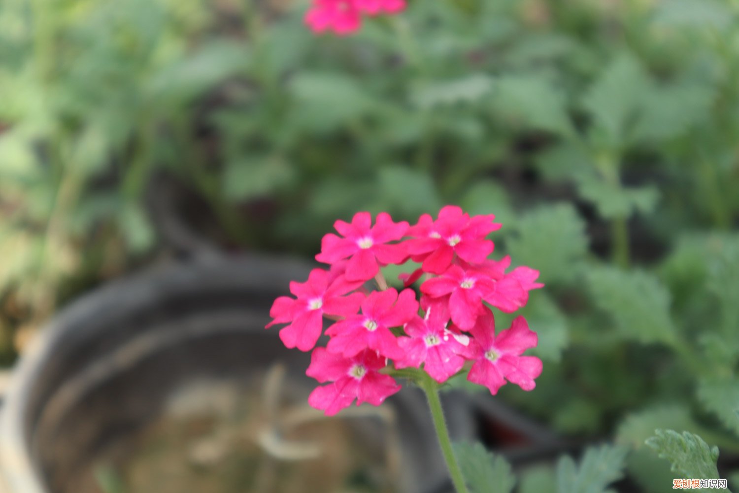 美女樱怎样养 新买的美女樱怎么养