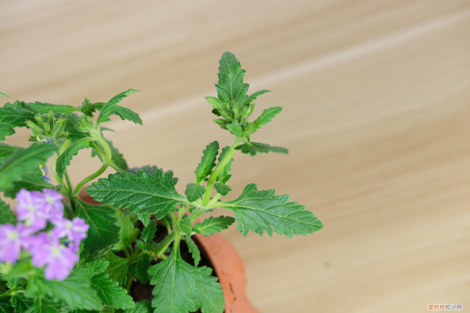 美女樱怎样养 新买的美女樱怎么养