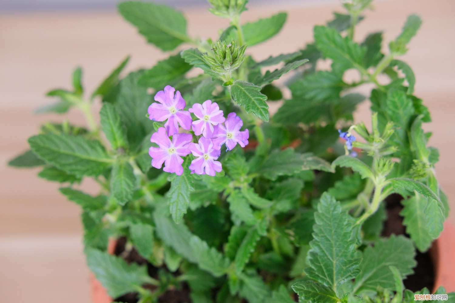 美女樱怎样养 新买的美女樱怎么养