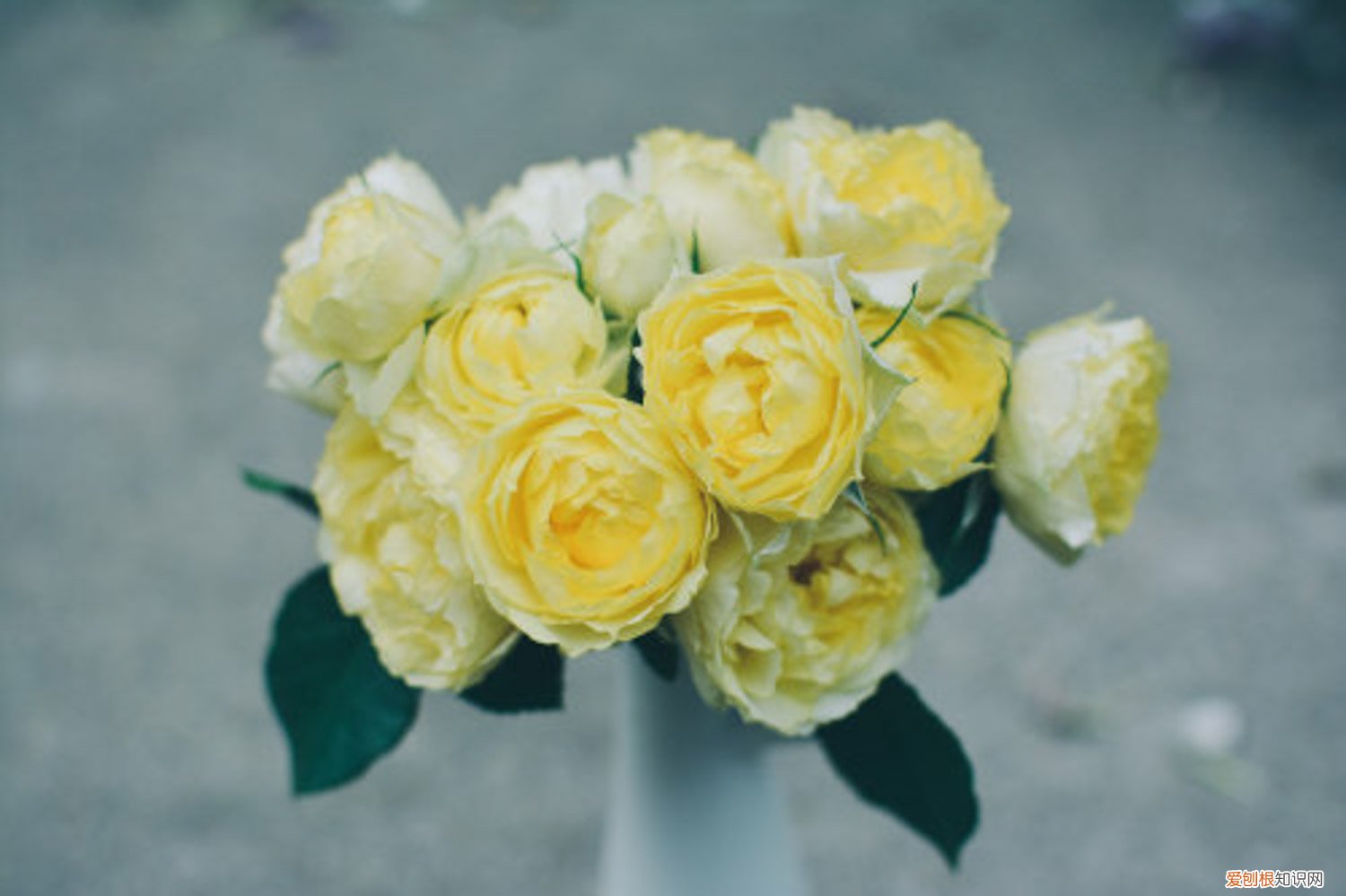 月季水插生根后如何移栽l 月季水插的快速生根法