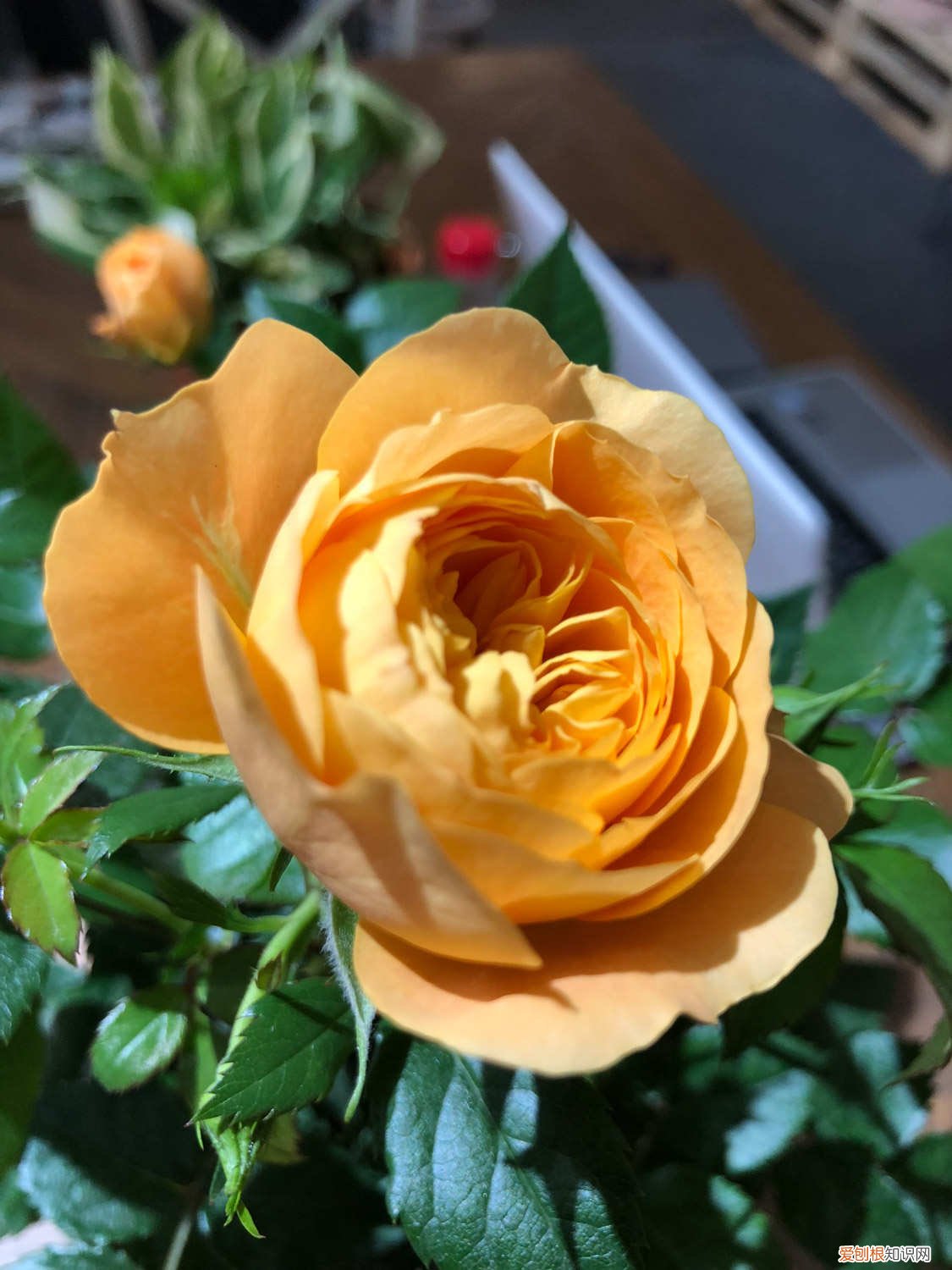 月季扦插最简单方法视频 月季扦插最简单方法