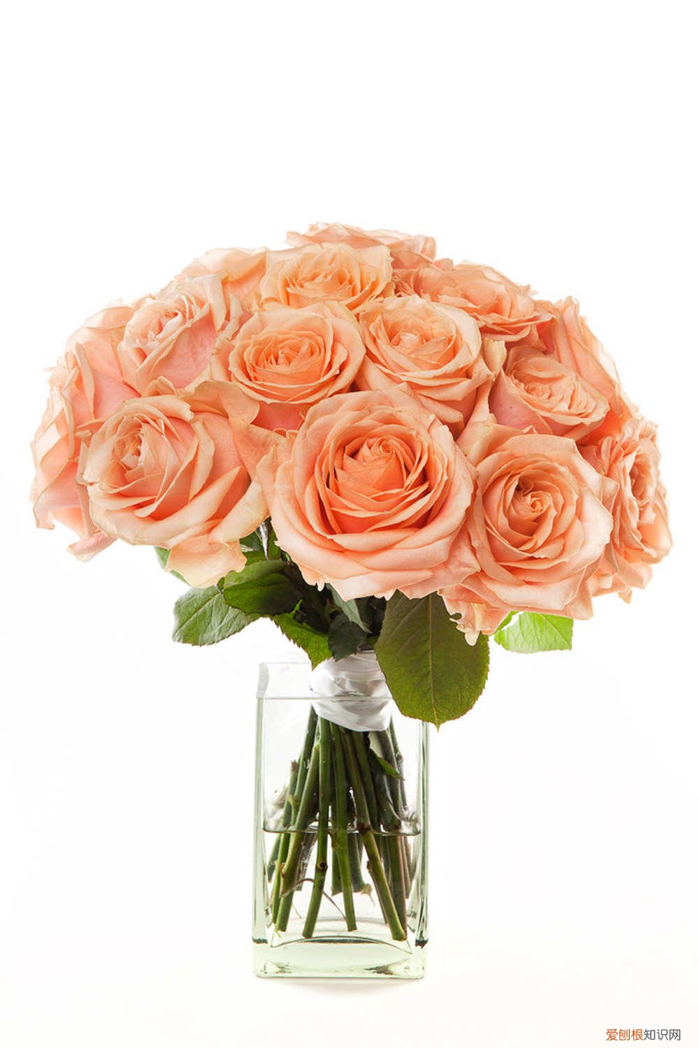 月季扦插最简单方法视频 月季扦插最简单方法