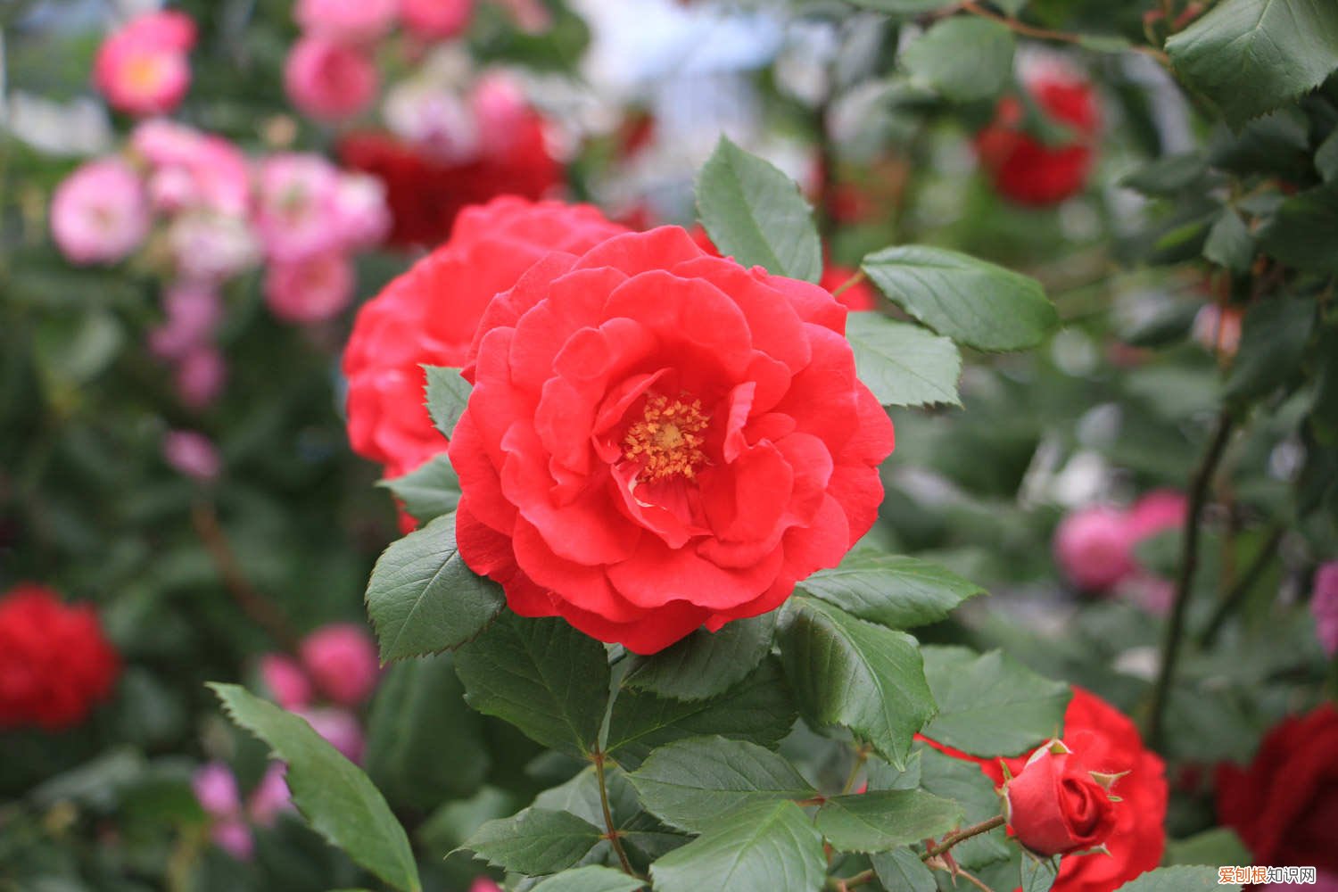 月季扦插最简单方法视频 月季扦插最简单方法