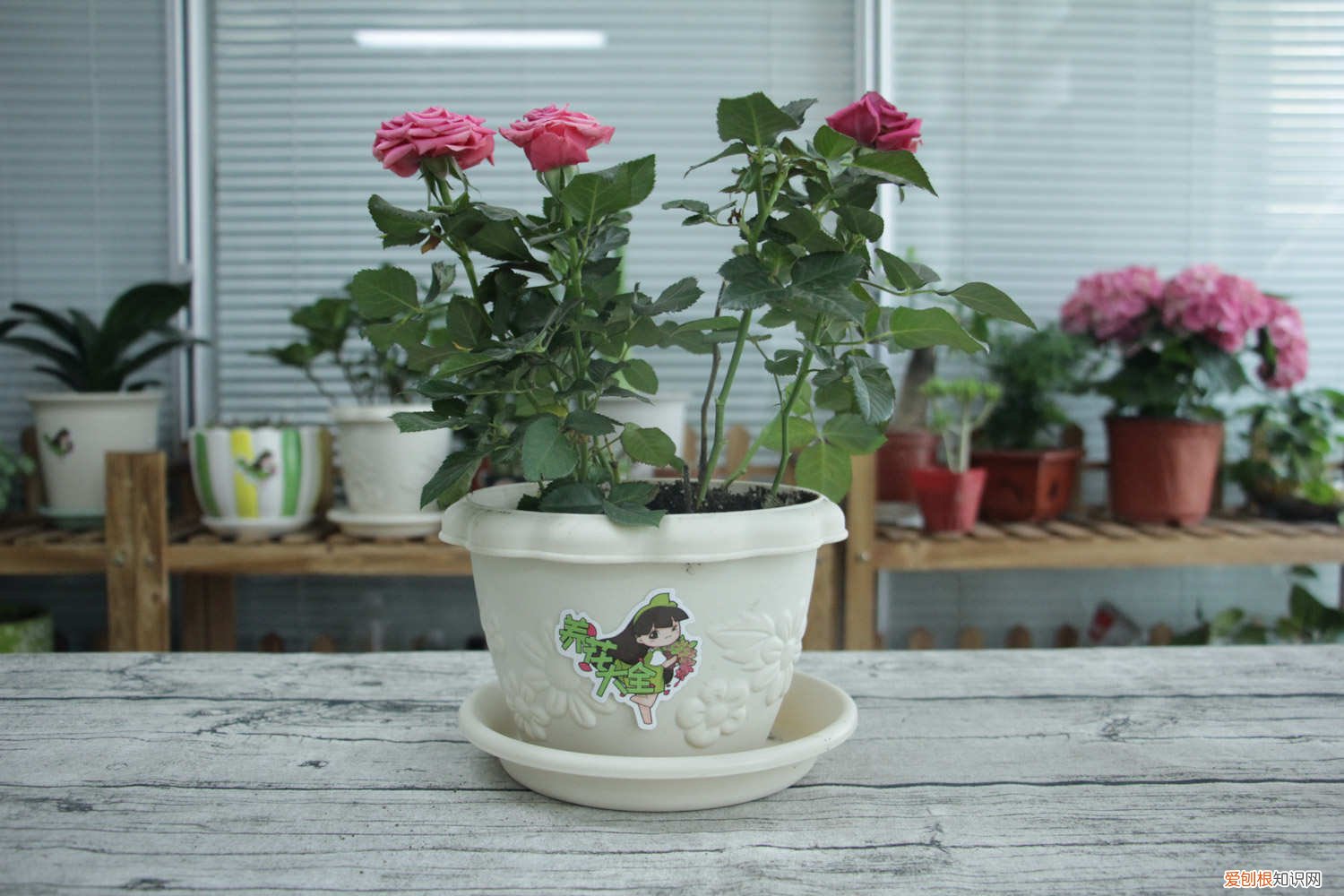 月季花什么时候插扦最好 月季花扦插的最佳时间