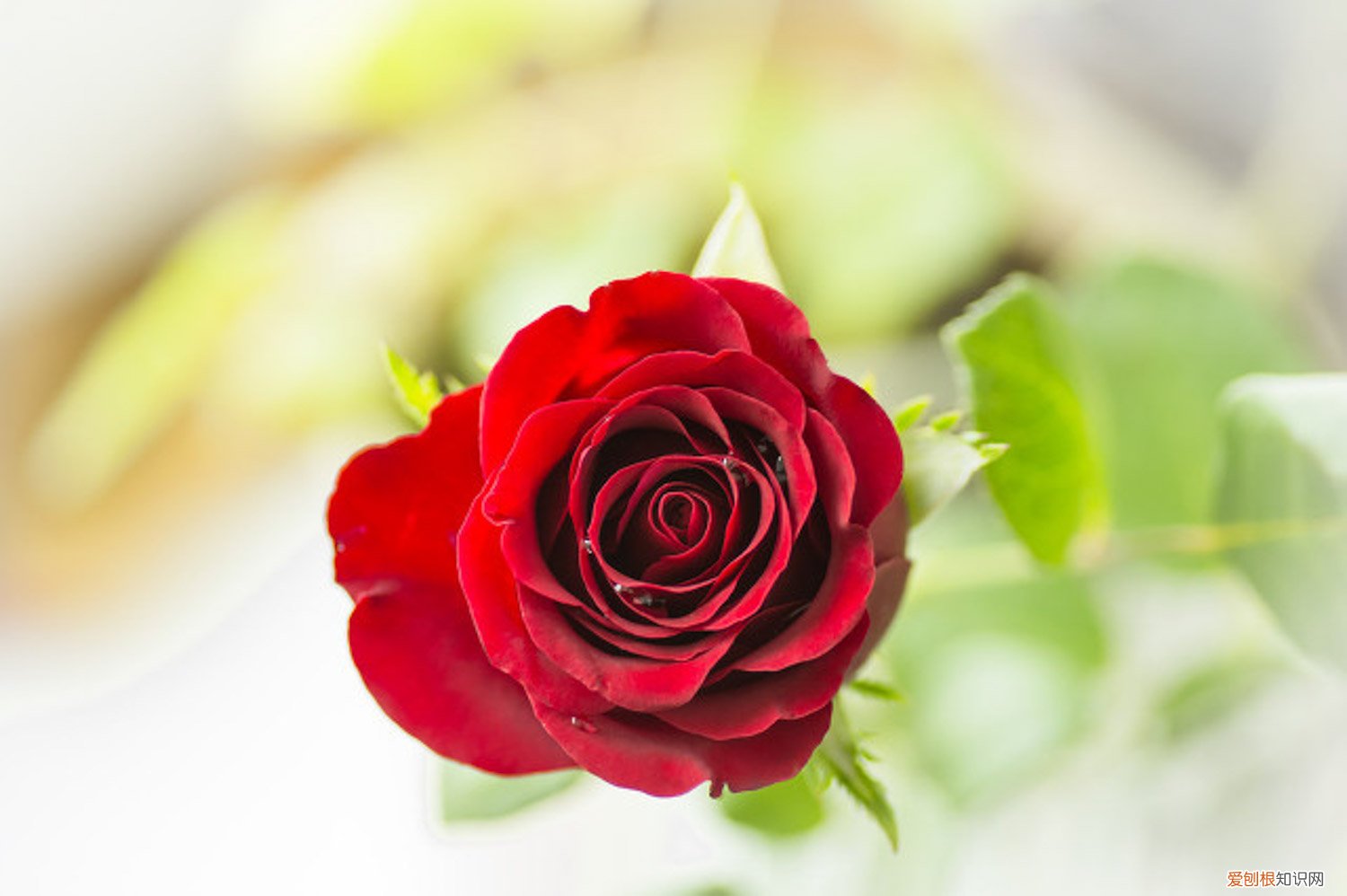 月季花什么时候插扦最好 月季花扦插的最佳时间