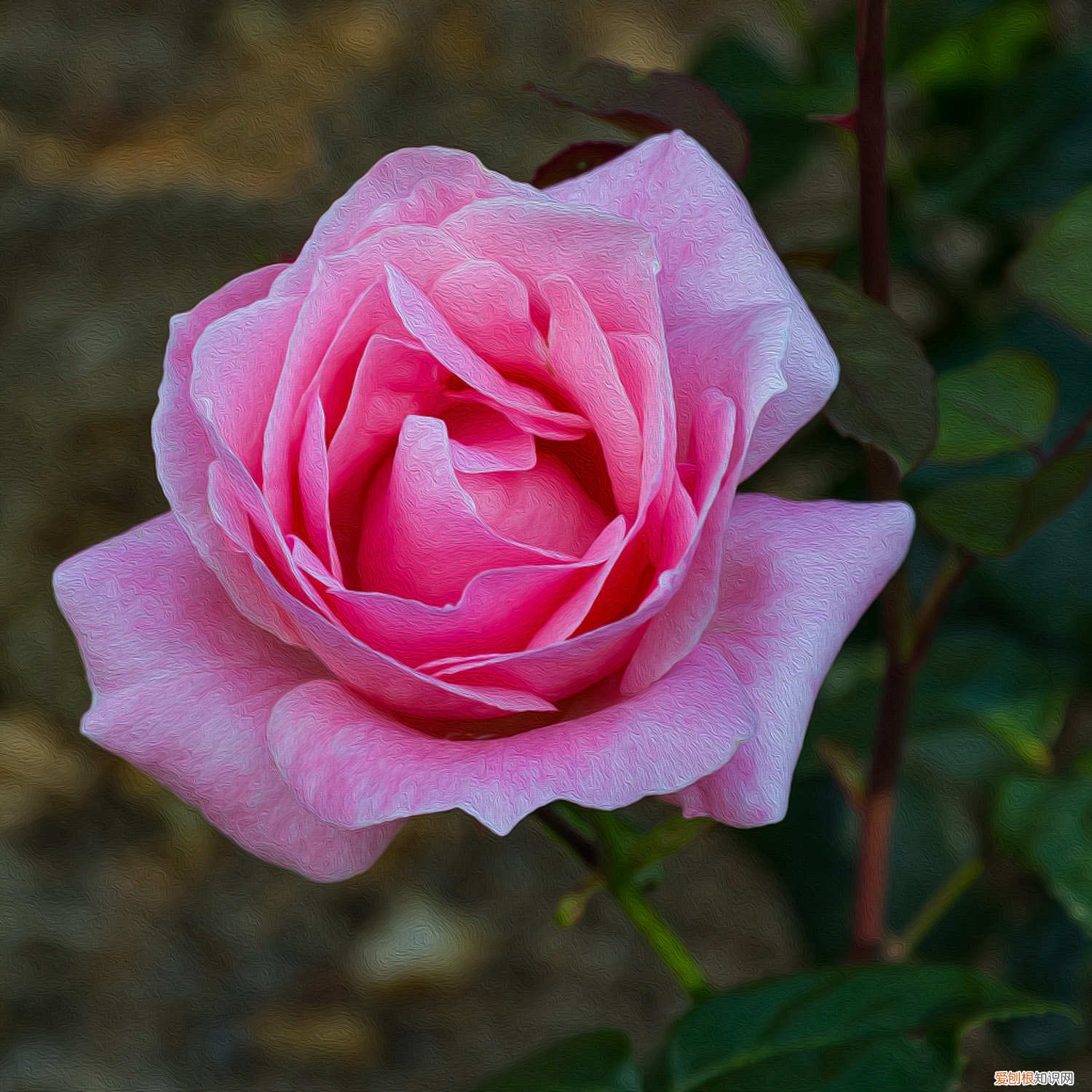 月季花什么时候插扦最好 月季花扦插的最佳时间