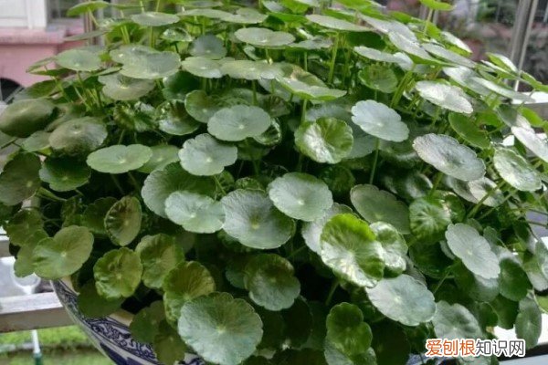 秋季上盆植物长新根吗 秋天盆底垫点它，花养30年都根系粗壮，叶片浓绿，开花不停！