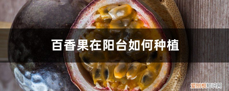 百香果在阳台如何种植呢 百香果在阳台如何种植