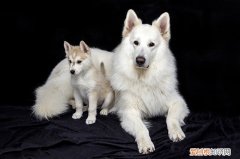 狗狗总是叫唤怎么办 狗一直叫唤怎么解决