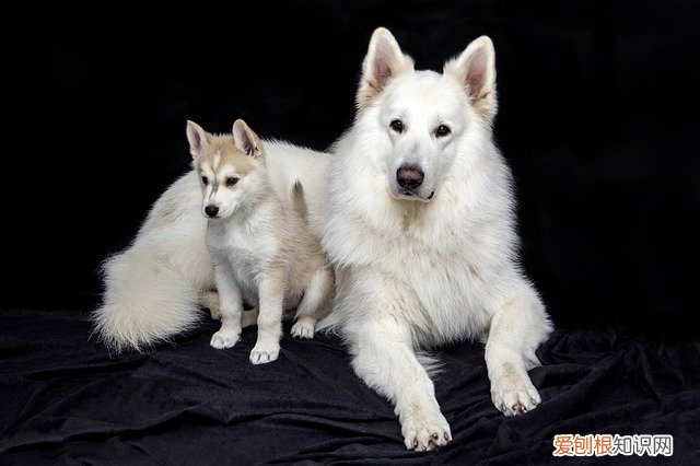 狗狗总是叫唤怎么办 狗一直叫唤怎么解决