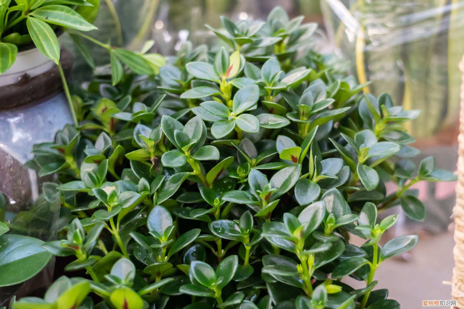 新买的金鱼吊兰怎么养活 新买的金鱼吊兰怎么养